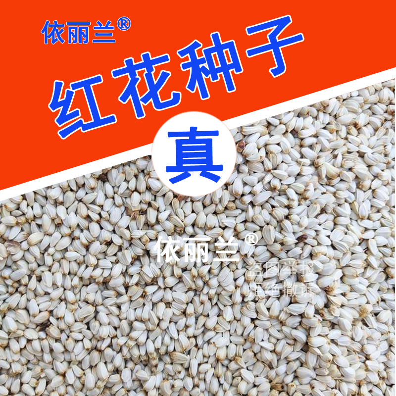 藏红花种子