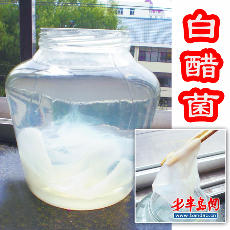 自养老陈醋白醋菌种苗醋蛾子醋鹅子做苹果醋非红茶菌太岁胃宝海宝