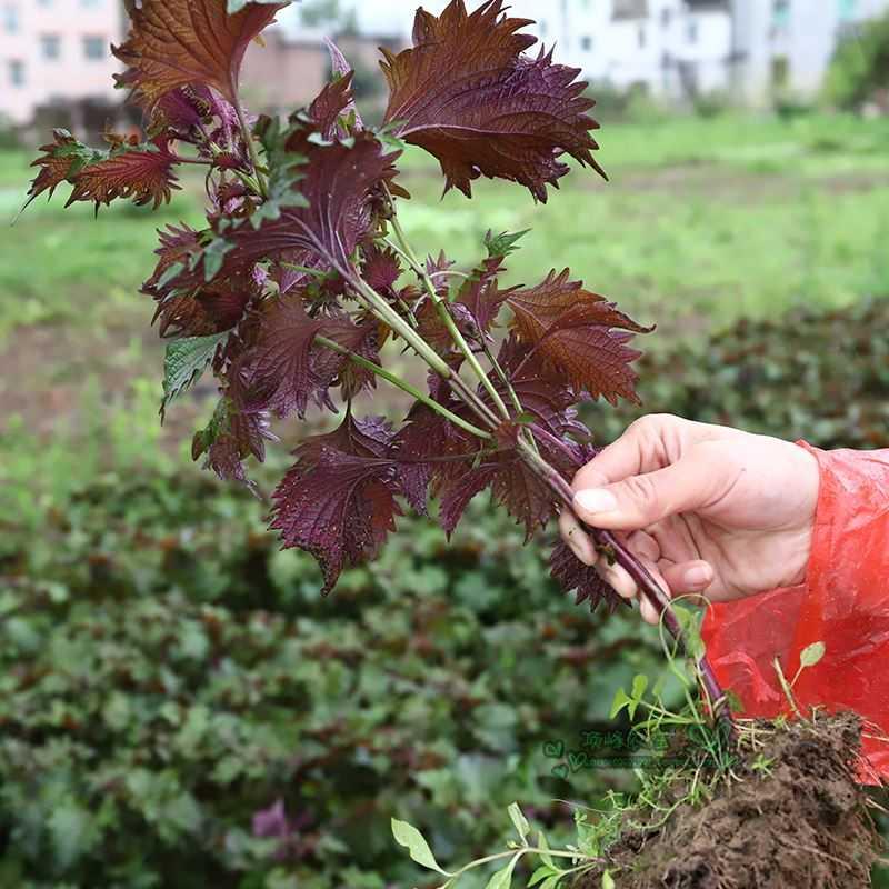 紫苏盆栽苗可食用庭院四季双色蔬菜大叶紫苏苗种植香料苏子绿植物