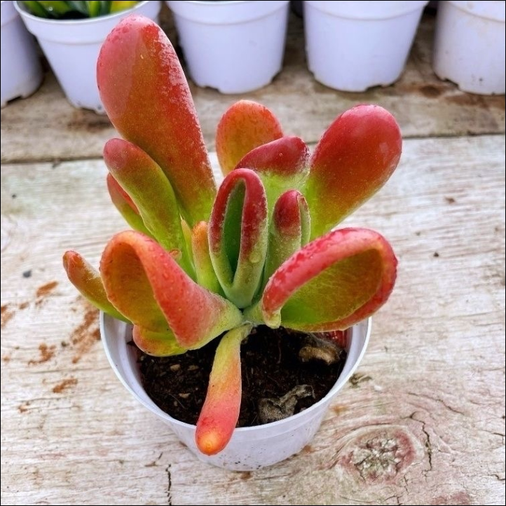 精品火狐狸红色多肉植物稀有品种新手易养阳台办公桌