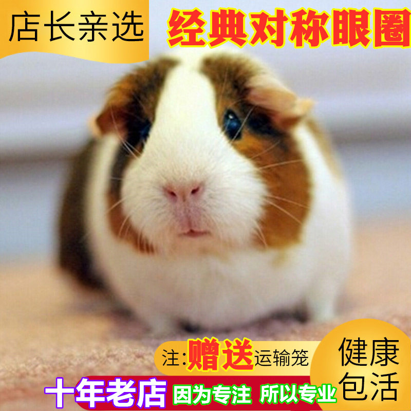 Manager recommended Pets Guinea pigs living thing Netherlands Mouse Living creatures baby Tianzhu Guinea pigs Cub Domesticated Healthyin the Pet/Pet food and supplies , Class pet hamsters and other small , Guinea pigs category - from Buy2taobao.com to provide professional Taobao agent buy service
