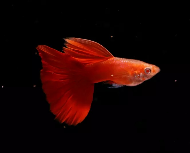 精品纯种全红热带观赏鱼孔雀鱼大鳍大尾种鱼