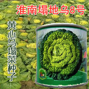 塌地乌8号 黄心乌塌菜种子 养心菜菊花菜高钙耐寒四季播 蔬菜种籽