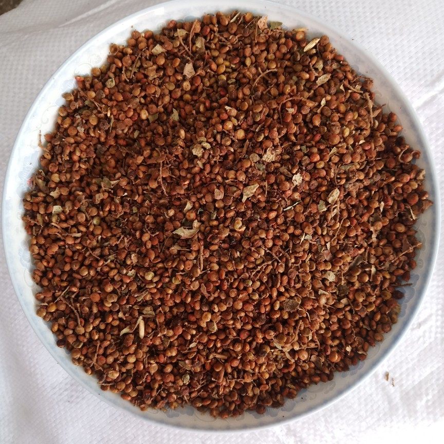 特价青草_野生中药材盐肤木籽 五倍子 盐霜柏籽 盐酸木籽 盐桑柏籽1斤