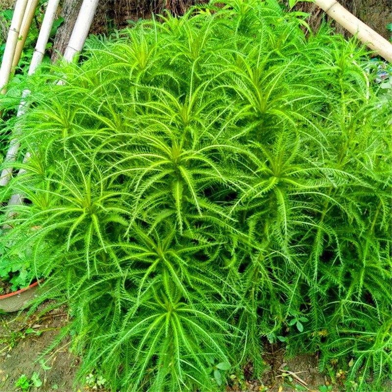 蓍草一支蒿飞天蜈蚣庭院楼顶中药材 券后15元包邮