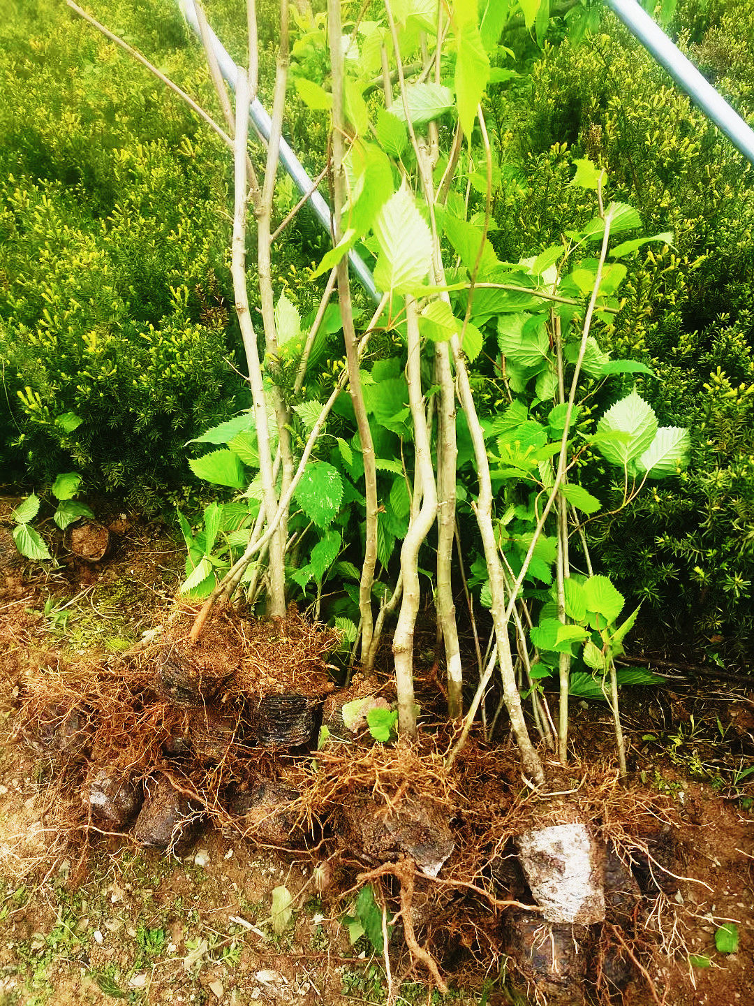 珙桐树苗(珙桐树苗几年开花) - 123生活百科