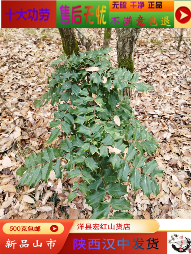 秦岭阔叶十大功劳中药材新鲜八角猫儿刺土黄柏黄连老鼠刺草药 1斤