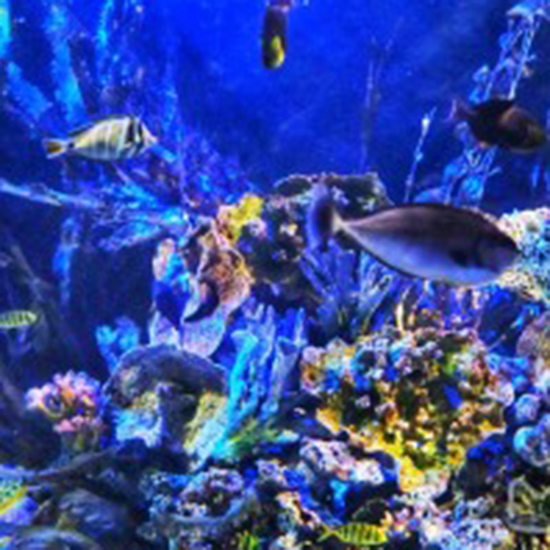 太平洋海底世界博览馆大门票+动物表演