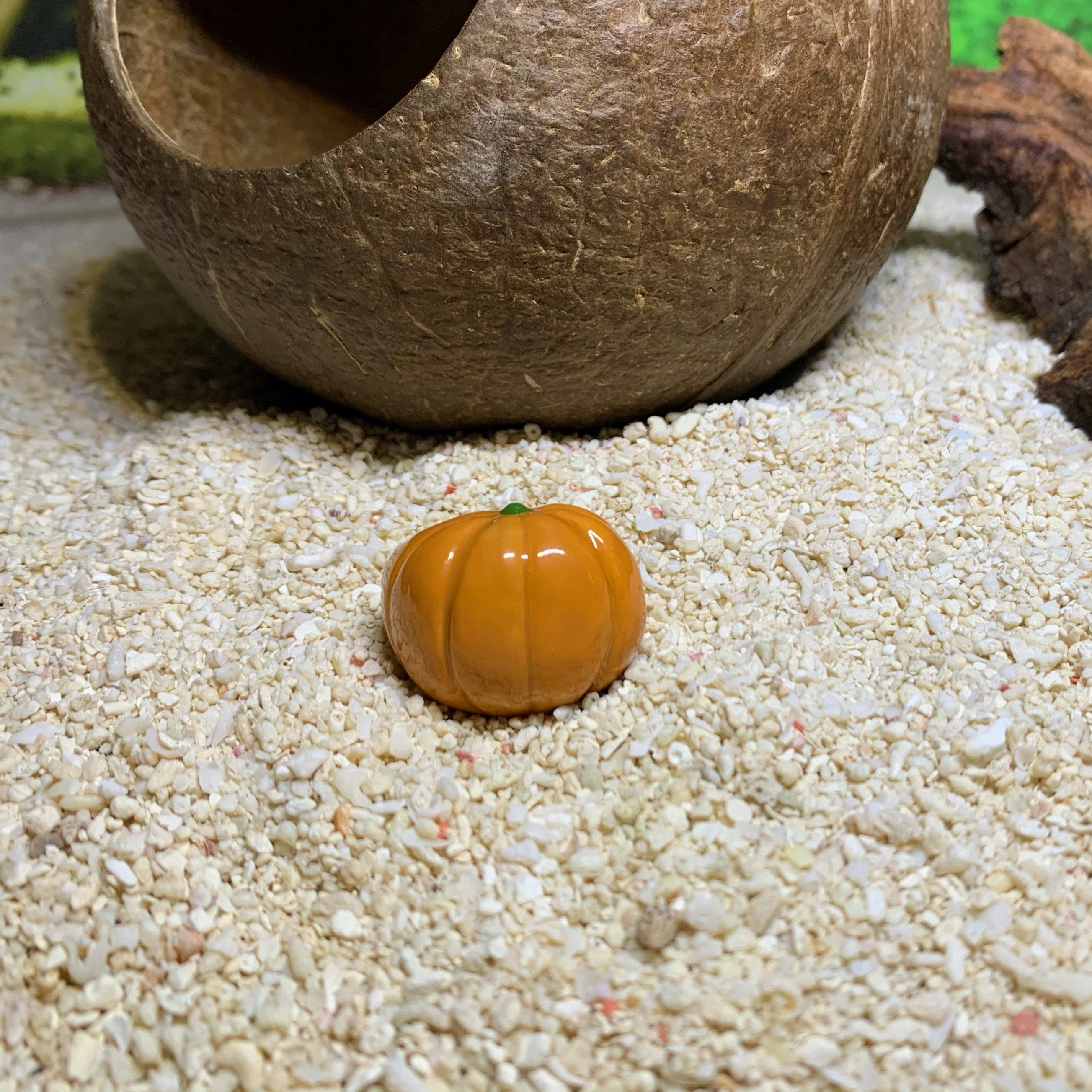 贝贝南瓜壳/手工diy定做寄居蟹壳爬虫宠壳替换壳