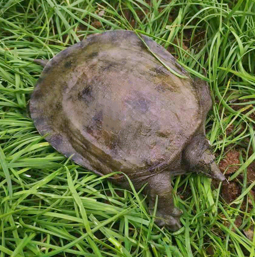 公甲鱼老鳖外塘3斤鲜活体生鲜青乌黑花背王八野水产鱼食用海鲜5年