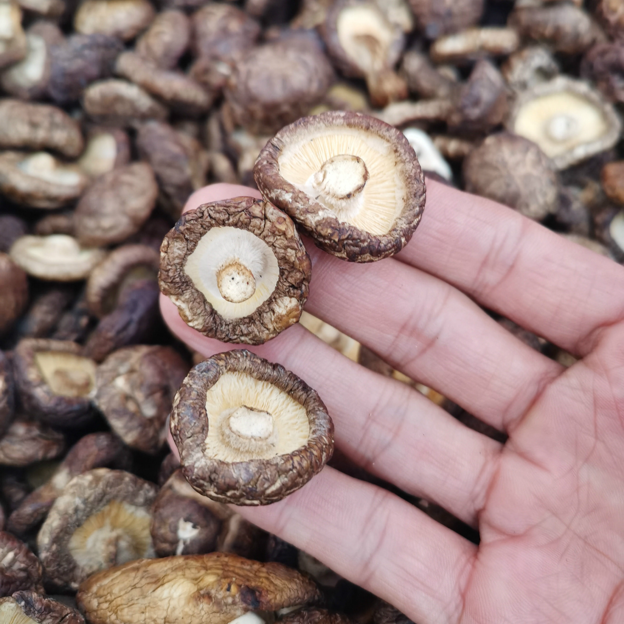 一折东北_东北小香菇干货剪脚无根野生香菇农家特产250g优惠券