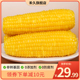 【非转基因】禾久黄糯鲜食甜糯即黏玉米棒粗粮食真空10条装包邮