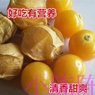 包邮2019新鲜姑娘果东北特产灯笼果新鲜水果黄菇茑洋菇娘一份3斤在类目 水产肉类/新鲜蔬果/熟食, 新鲜水果, 其它中 - 来自Buy2taobao.com提供专业的淘宝代购服务