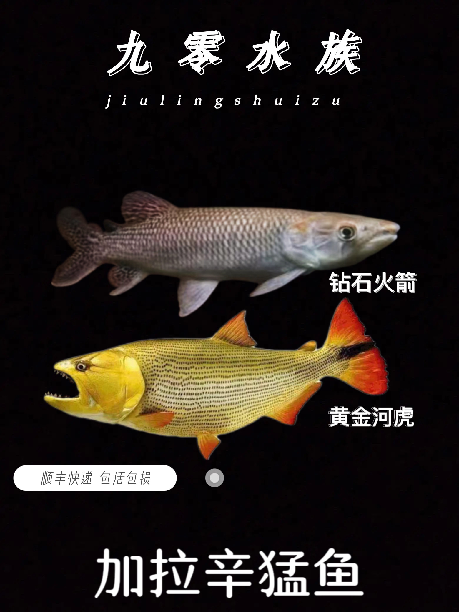 牙巴拉鱼(牙巴拉鱼能吃吗)