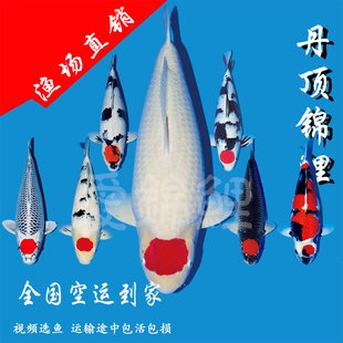 观赏鱼活体包活 正宗日本丹顶锦鲤三色五色孔雀鸿运当头锦鲤鱼苗