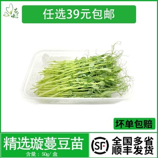 新鲜璇蔓豆苗 豌豆苗 食用芽苗菜约50g酒店西餐摆盘装饰日料点缀