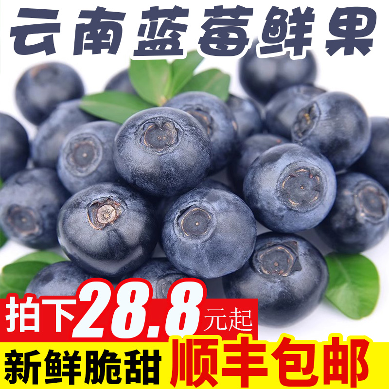 蓝莓鲜果云南时令水果新鲜大蓝梅8盒