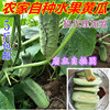 丹東蔬菜旱黃瓜特産小旱黃瓜水果黃瓜 農家種植黃瓜 5斤全國包郵 丹東蔬菜旱黃瓜特産小旱黃瓜水果黃瓜 農家種植黃瓜 5斤全國包郵