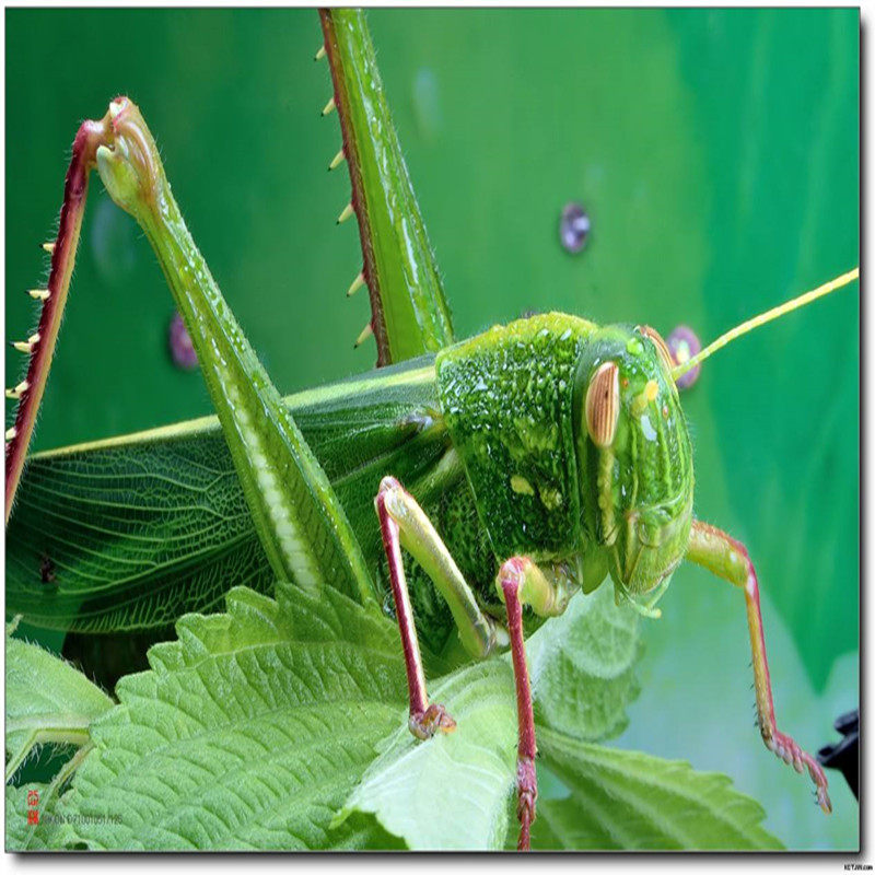 特价另类宠物活体_蹬倒山蚂蚱棉蝗桌面好易养斑腿蝗另类冷血网红小