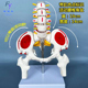 人体腰椎骨盆模型关节医学可活动骨骼小盆骨尾骨教具医用结构促销