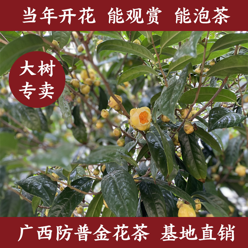 金花茶苗广西防城防普大型金花茶树当年可开花庭院植物盆景