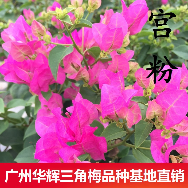 勤花绿叶宫粉三角梅勤花高杆棒棒糖爬藤植物带花盆庭院四季开花