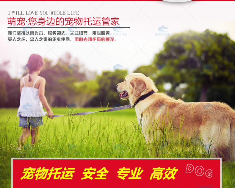 全国宠物空运哈尔滨 长春 沈阳宠物随机托运猫狗动输提供上门接送|ruв категории животное/Животное питание и принадлежностей, Пэт жизнь услуг, Пэт грузоотправителя по договору - от Buy2taobao.com для оказания профессиональной услуги покупки агента Taobao