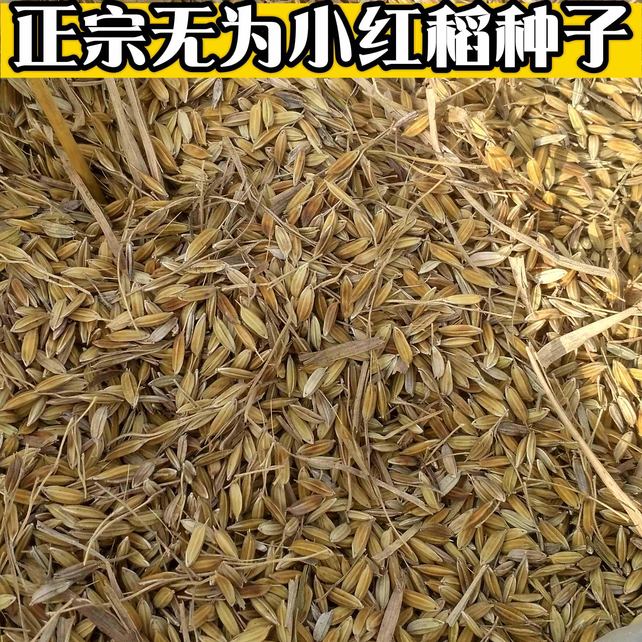 小熊农场稻谷红米种子自家留种老品种稻谷红稻谷传统无为小红稻种