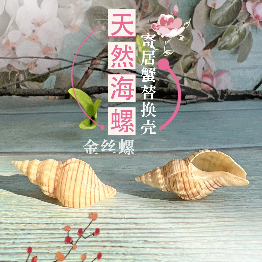 天然海螺金丝蜗 金丝螺鱼缸造景家居 装饰摄影道具 寄居蟹替换壳