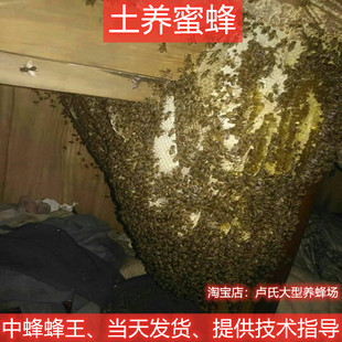 中蜂蜂王种王阿坝双色开产王土蜂王活体红背王仓王高产王蜜蜂活体