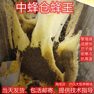 广西中蜂王开产交尾王土蜂强群纯种红背双色仓蜜蜂王阿坝产卵种王