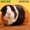 成年宠物活体荷兰猪大豚鼠天竺鼠豚猪公母都有可繁殖2只包邮|ms 成年宠物活体荷兰猪大豚鼠天竺鼠豚猪公母都有可繁殖2只包邮|ms