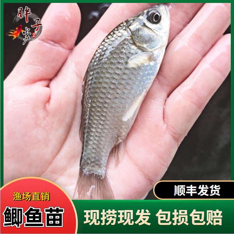 鲫鱼苗水花淡水中科3号鱼苗白鲢苗草鱼苗花鲢苗青鱼鳊鱼翘嘴汪丁