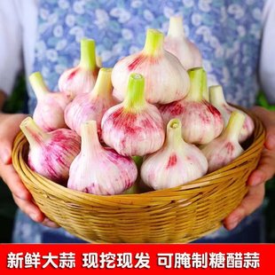 2024鲜蒜湿蒜大蒜头新鲜5紫皮新蒜现挖嫩蒜腌制泡蒜糖醋蒜腊八蒜9