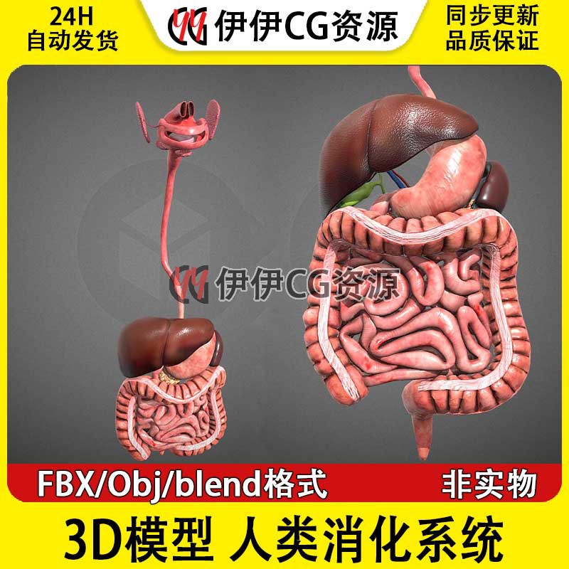 3D模型医学FBX人体消化系统肠胃