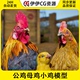 UE4虚幻5Animalia - Chicken (pack)2.0.0公鸡母鸡小鸡模型带动画