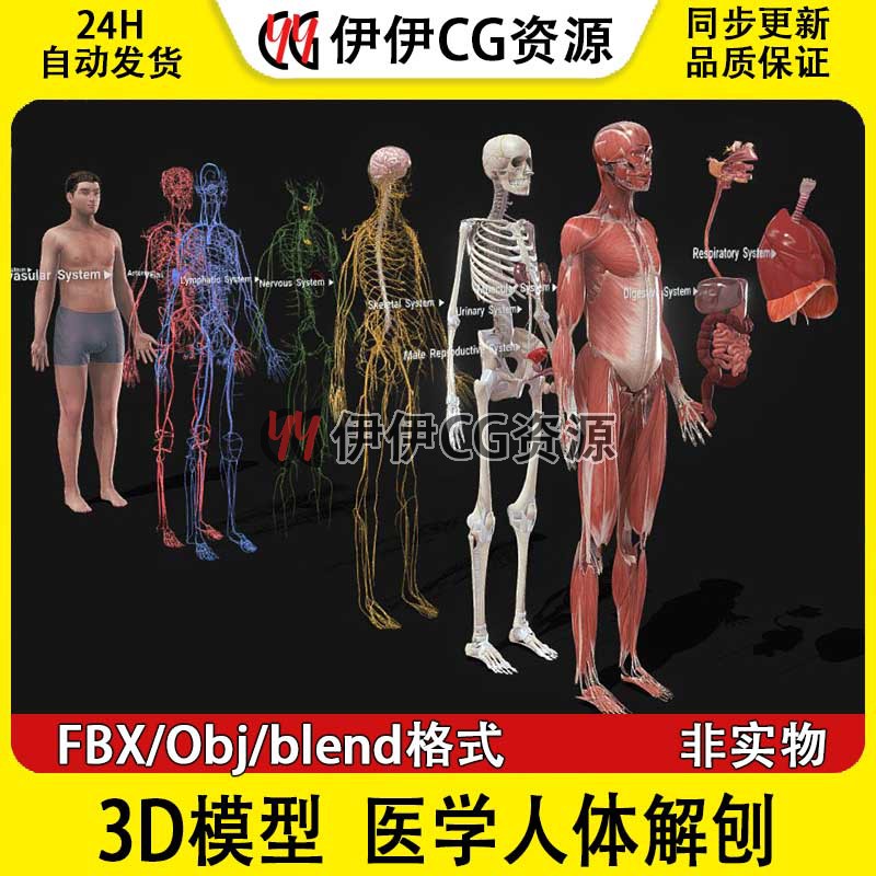 3D模型FBX医用人体解刨blen