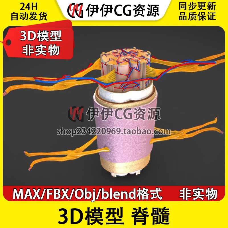 3D模型3Dmax医学模型人类脊椎