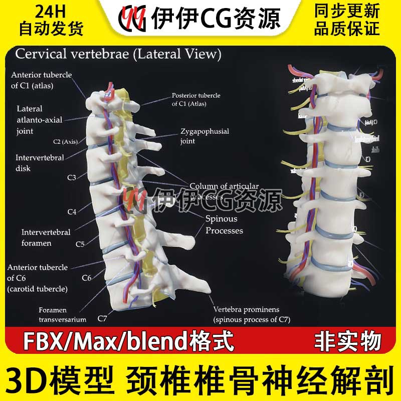 3D模型素材3Dmax医学模型颈椎