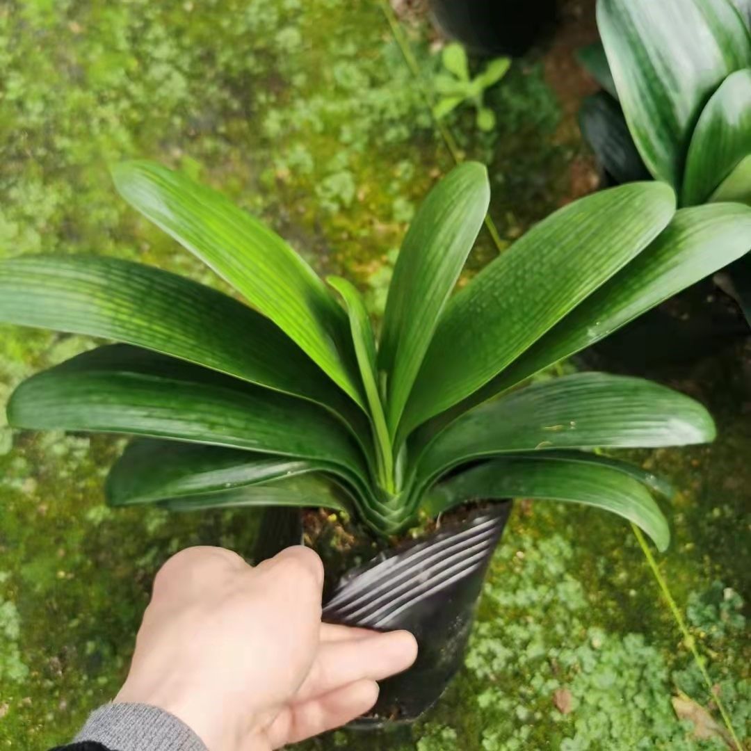 君子兰盆栽圆头和尚精品客厅室内绿植植物花卉带花苞老苗高端鞍山