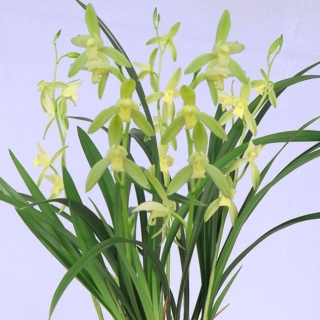 连城兰花怎么样_连城兰花品牌介绍_连城兰花旗舰店_白菜哦官网