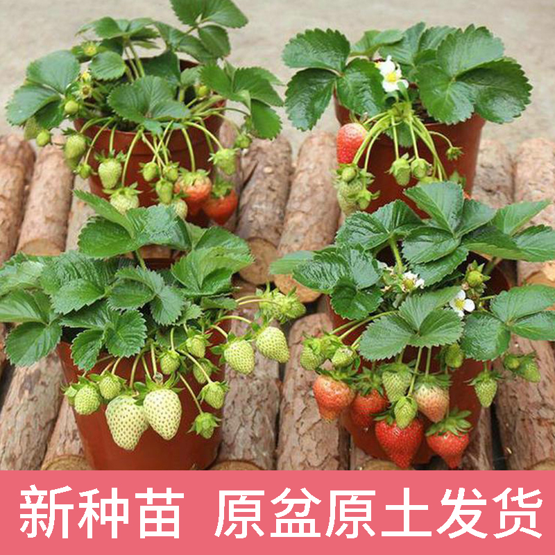 草莓苗盆栽原盆原土四季奶油草莓秧苗