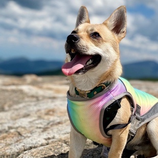 狗狗凉凉衣夏季防暑降温宠物衣服中大型柴犬柯基犬彩虹色马甲背心