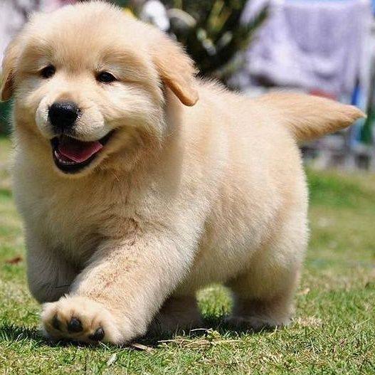 纯种沙滩金大金毛大骨架拉布拉多中型犬幼犬颜色齐全