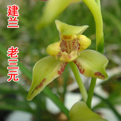 花卉绿色植物鲜花漂亮高雅超香四季建兰奇花《老三元》兰花苗