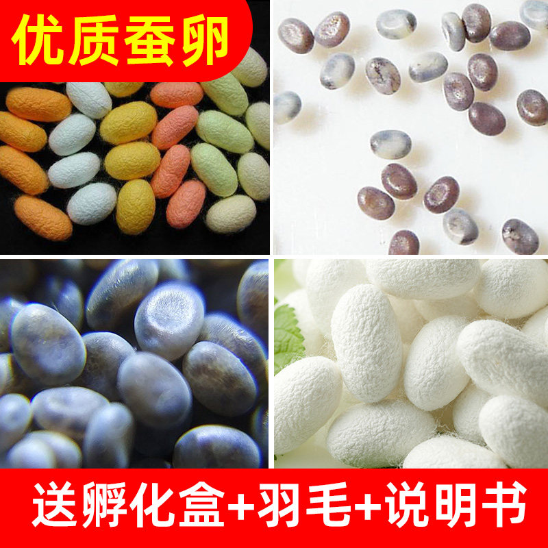 彩茧蚕卵养蚕天然结红黄绿三色茧蚕宝宝卵彩色蚕宝宝蚕卵蚕种桑叶