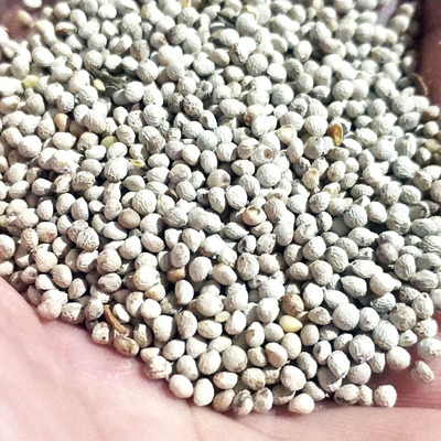 白苏软苏鸟粮白苏籽金丝雀芙蓉黄雀苏子500g鸟食