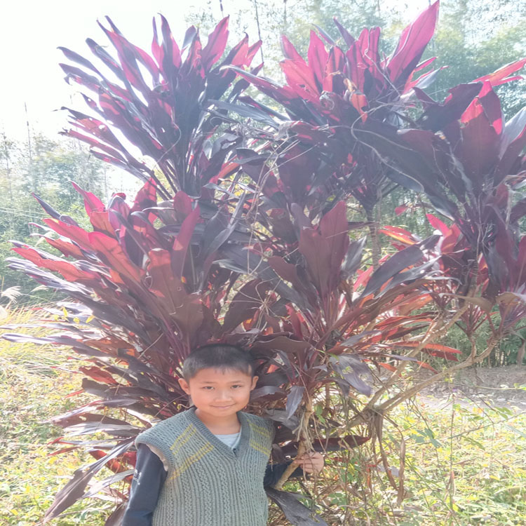 铁树叶红铁树叶苏铁叶子朱蕉叶子500g包邮中药材红铁树叶青铁树叶