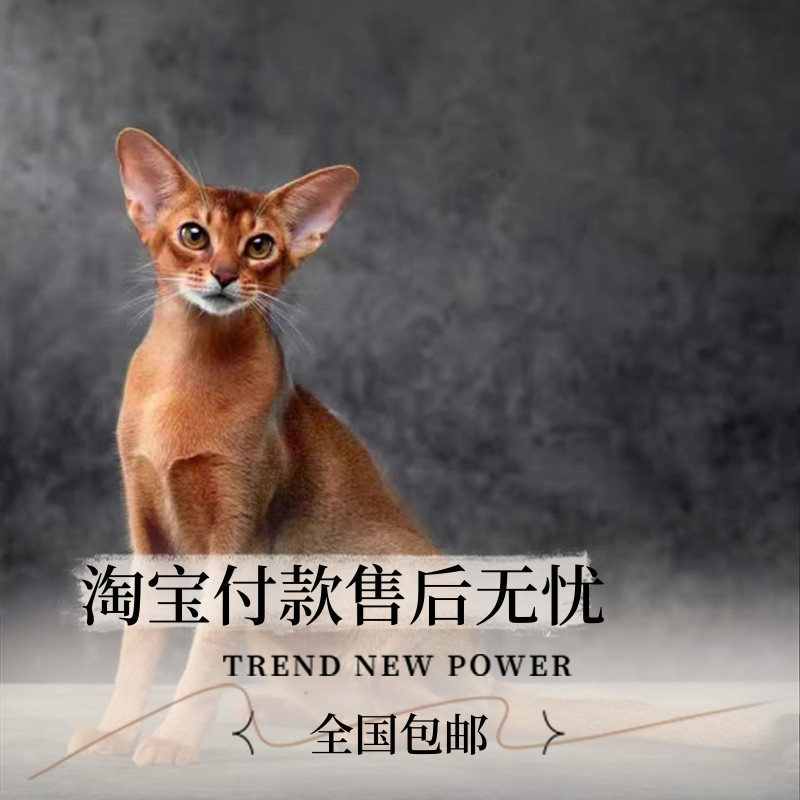 纯种阿比西尼亚猫红色原始色蓝阿比宠物猫活体不掉毛血统猫舍