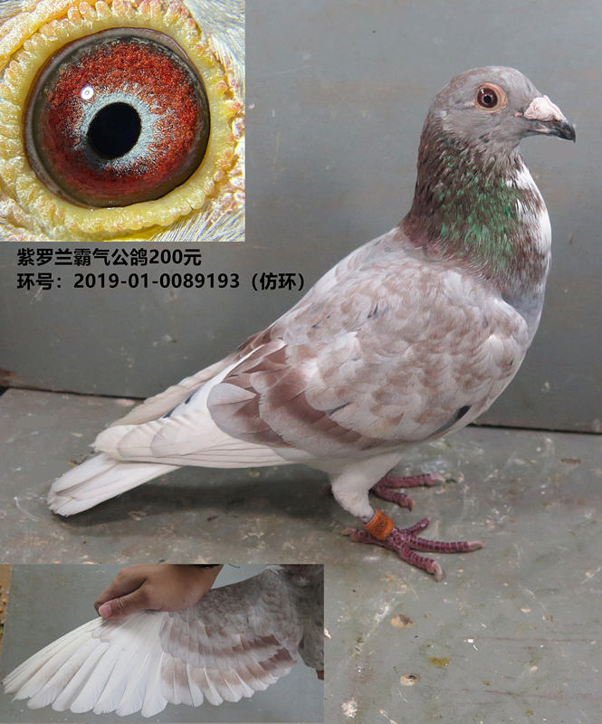 红二线信鸽